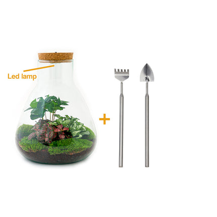 Planten terrarium - Sam Coffea met lamp - Ecosysteem plant - ↑ 30 cm