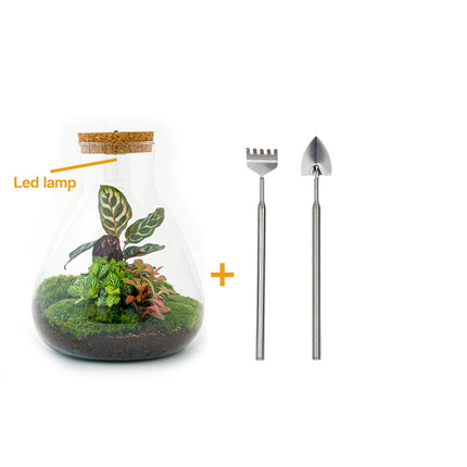 Planten terrarium - Sam Calathea met lamp - Ecosysteem plant - ↑ 30 cm