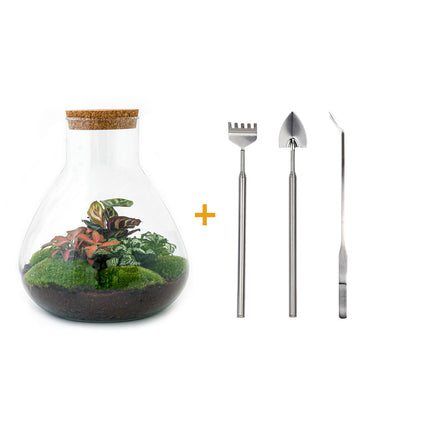 Planten terrarium - DIY - Sam XL Red - Ecosysteem plant - ↑ 35 cm