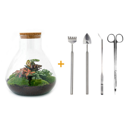 Planten terrarium - DIY - Sam XL Bonsai - Ecosysteem plant - ↑ 35 cm