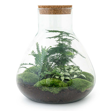 Planten terrarium - Sam XL - Ecosysteem plant - ↑ 35 cm