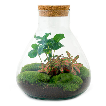 Planten terrarium - Sammie Coffea - Ecosysteem plant - ↑ 27 cm
