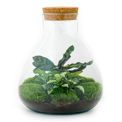 Planten terrarium - Sammie - Ecosysteem plant - ↑ 27 cm