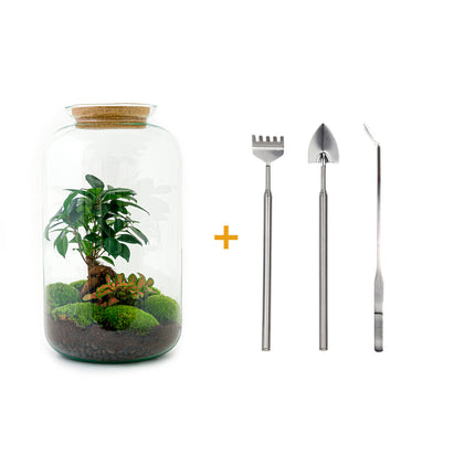 Planten terrarium - Sven Bonsai - Ecosysteem plant - ↑ 43 cm