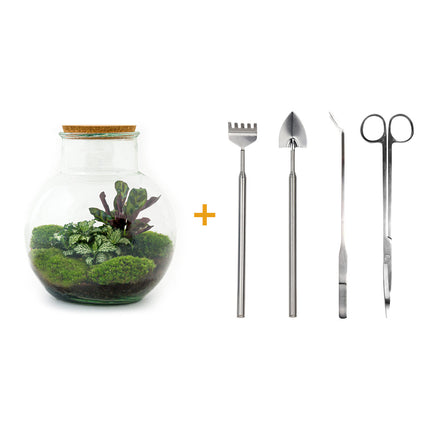 Planten terrarium - Teddy - Ecosysteem plant - ↑ 26,5 cm