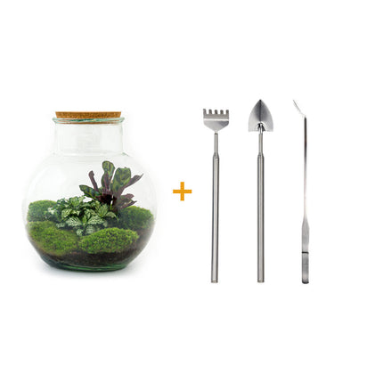 Planten terrarium - Kant-en-klaar - Teddy - Ecosysteem plant - ↑ 26,5 cm