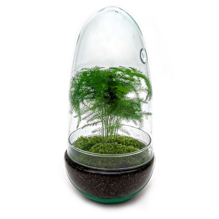 Planten terrarium - DIY - Egg Asparagus - Ecosysteem plant - ↑ 25 cm