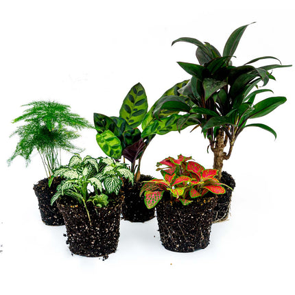 Terrarium planten pakket Lancifolia - 5 planten