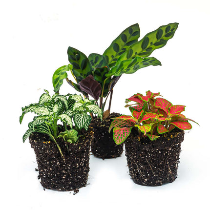 Terrarium planten pakket Lancifolia - 3 planten