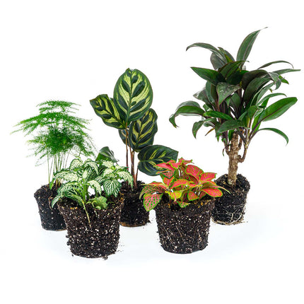 Terrarium planten pakket Makoyana + Palm + Asparagus + 2x Fittonia - 5 planten