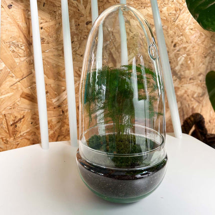 Planten terrarium - DIY - Egg Asparagus - Ecosysteem plant - ↑ 25 cm
